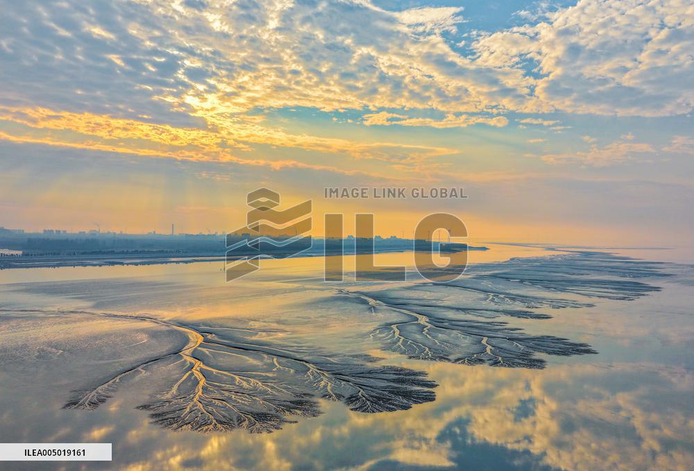 Tidal Tree Landscape