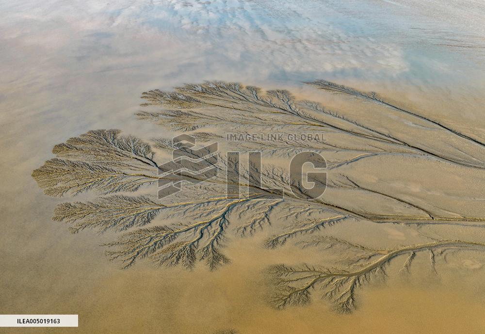 Tidal Tree Landscape