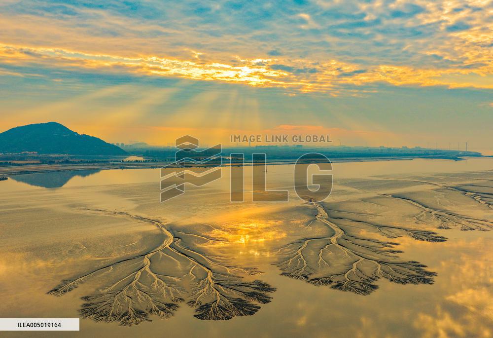 Tidal Tree Landscape