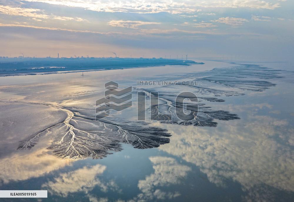 Tidal Tree Landscape