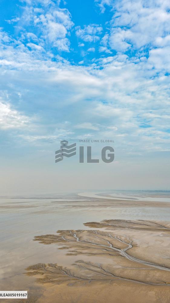 Tidal Tree Landscape