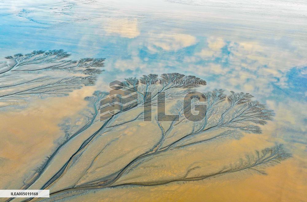 Tidal Tree Landscape