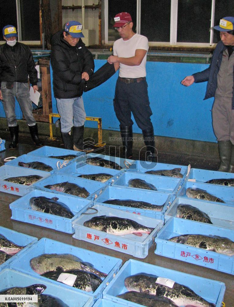 Year's 1st pufferfish auction in western Japan