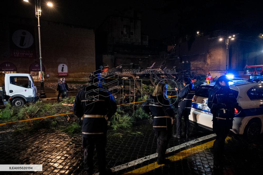 Tree Collapses Near Colosseum Due to Bad Weather - Rome