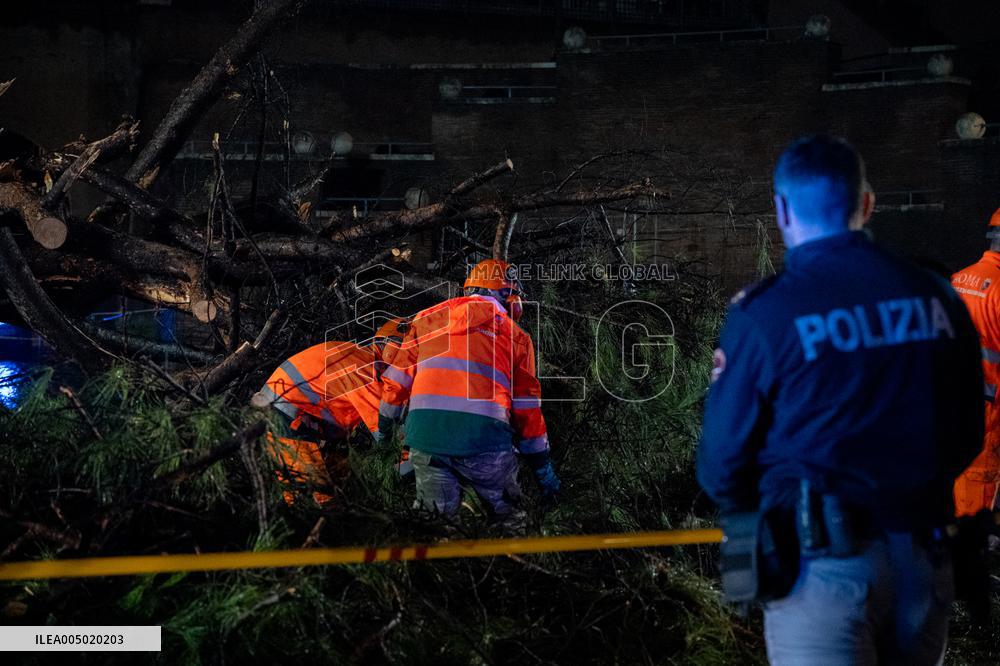 Tree Collapses Near Colosseum Due to Bad Weather - Rome