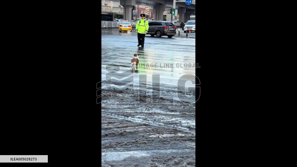 China: Traffic Police Officer Helps Dog Cross Road, Dog Follows Him Back