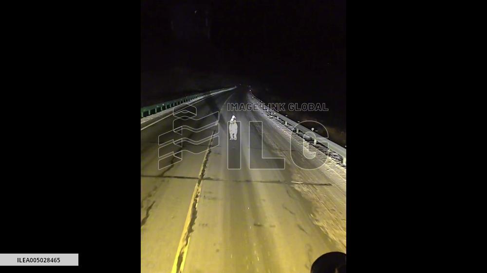 China: Wild Tiger Seen Running on Highway Ahead of Moving Car in Jilin