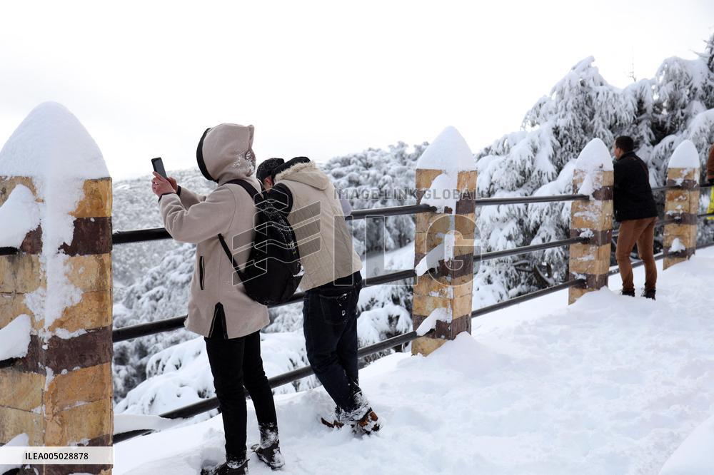 Snowfall in Chrea Mountains - Algeria