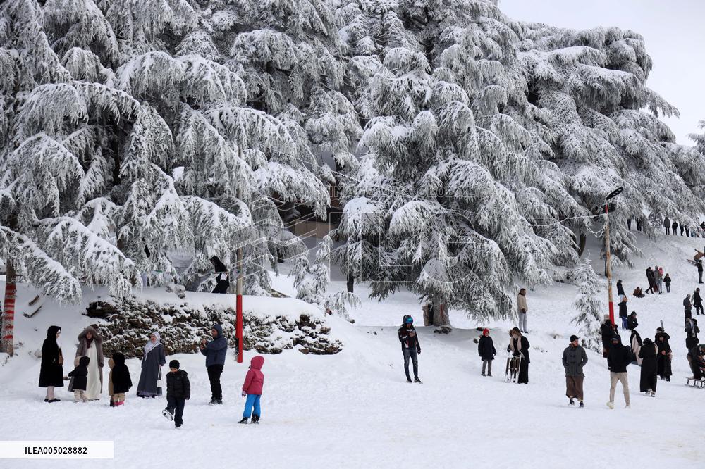Snowfall in Chrea Mountains - Algeria