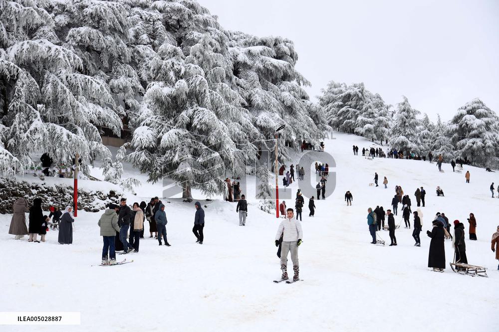 Snowfall in Chrea Mountains - Algeria