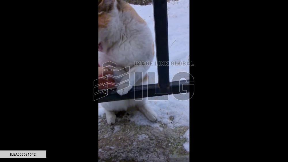 China: Small Cat Rescued After Getting Stuck to Frozen Metal During Snowfall