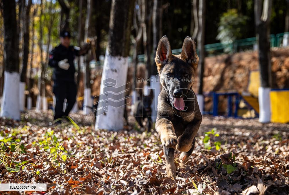 Police Dog Base - China