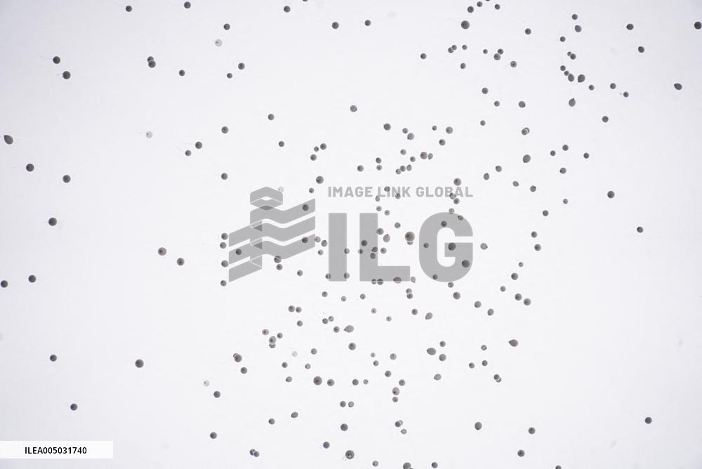 Crans Montana - White Balloons Released for Chiara Costanzo - Milan