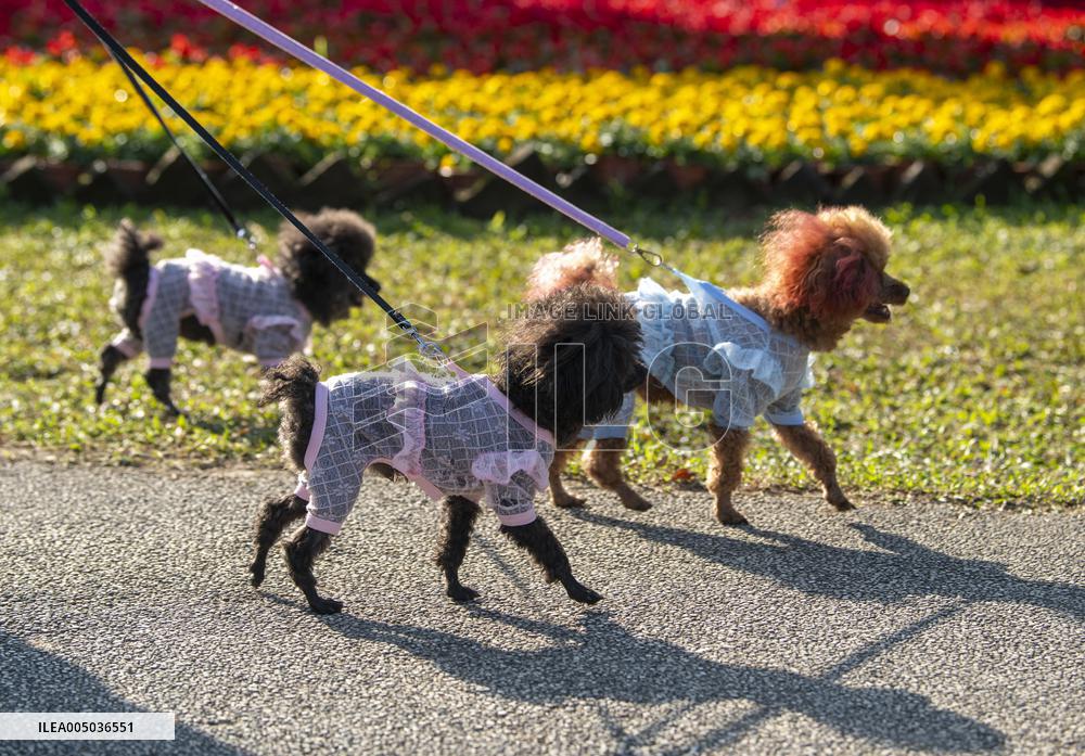Citizens Walk Their Dogs At A Park - Qionghai City