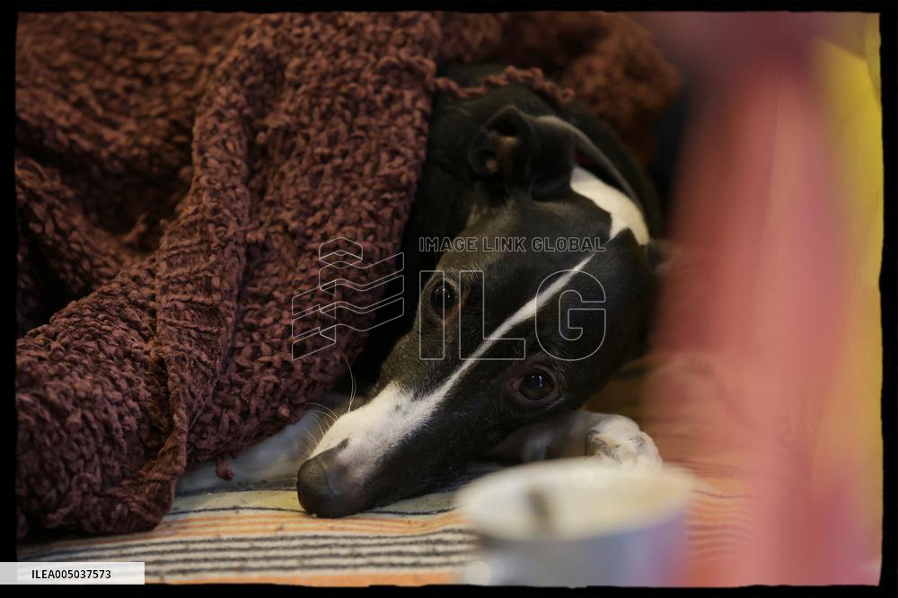 Exclusive - Dog Wellness Spaces in Paris With Rachida Dati - Paris