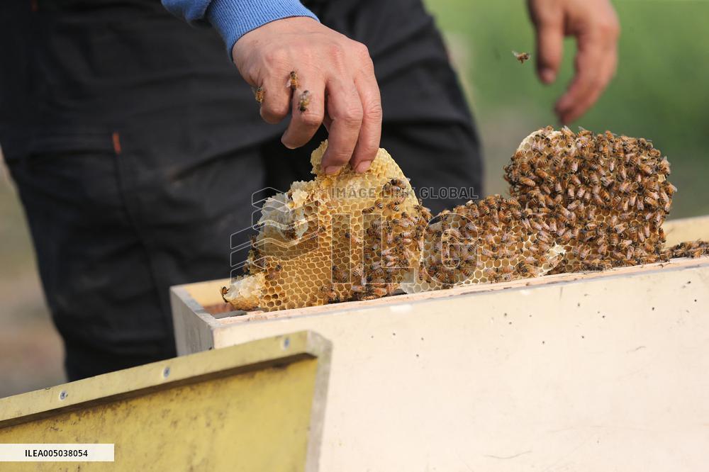 Honey Hunting - Bangladesh