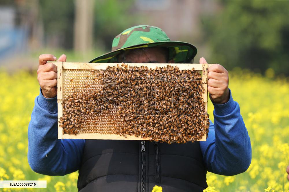 Honey Hunting - Bangladesh