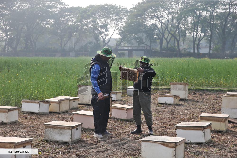 Honey Hunting - Bangladesh