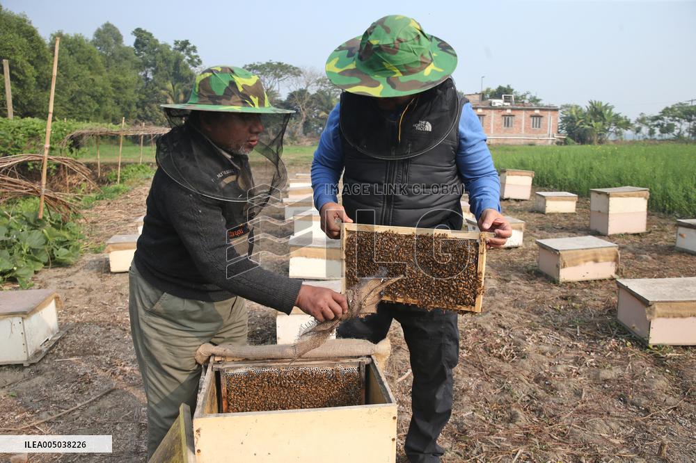 Honey Hunting - Bangladesh