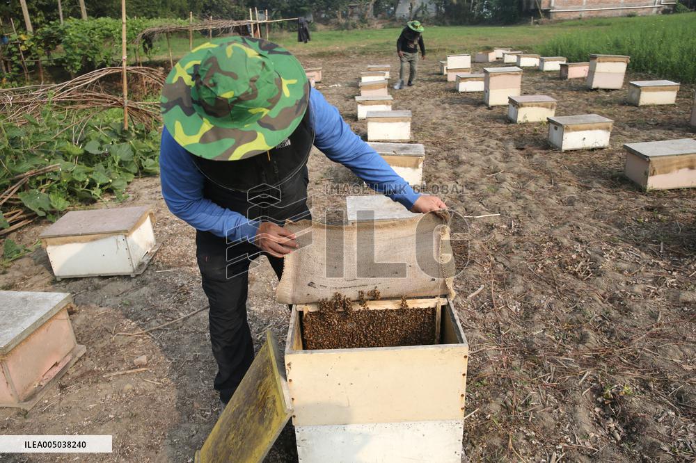 Honey Hunting - Bangladesh