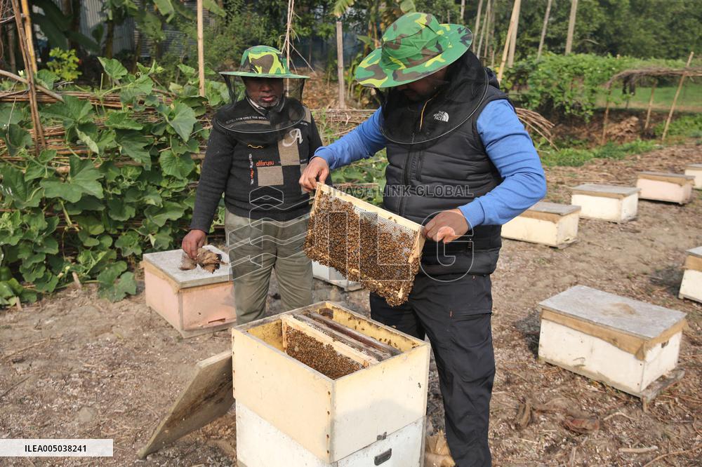 Honey Hunting - Bangladesh