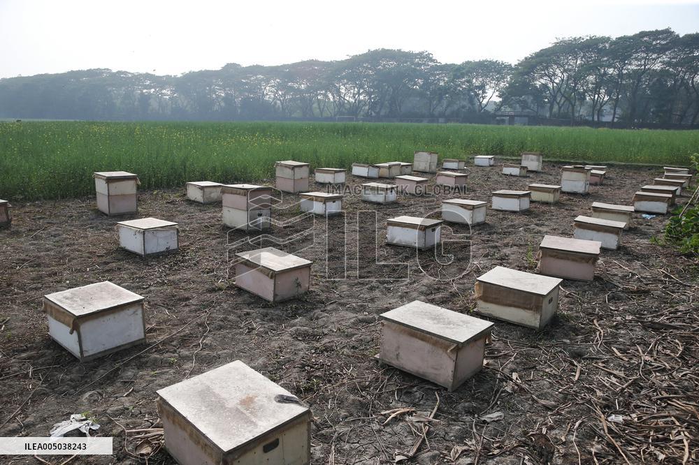 Honey Hunting - Bangladesh