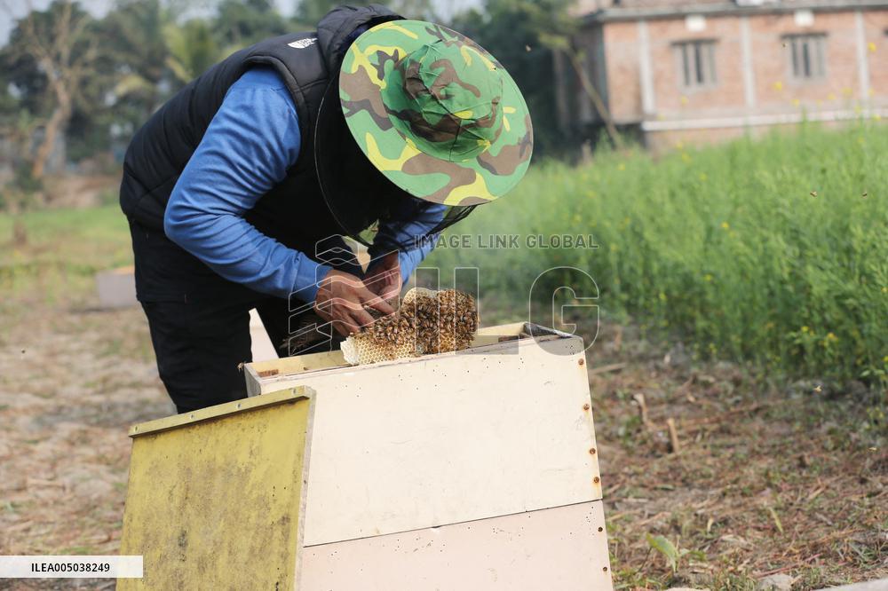 Honey Hunting - Bangladesh