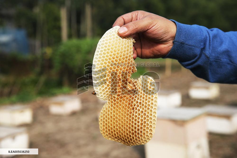Honey Hunting - Bangladesh