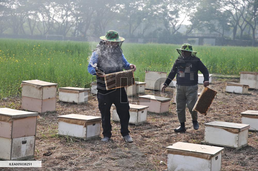 Honey Hunting - Bangladesh