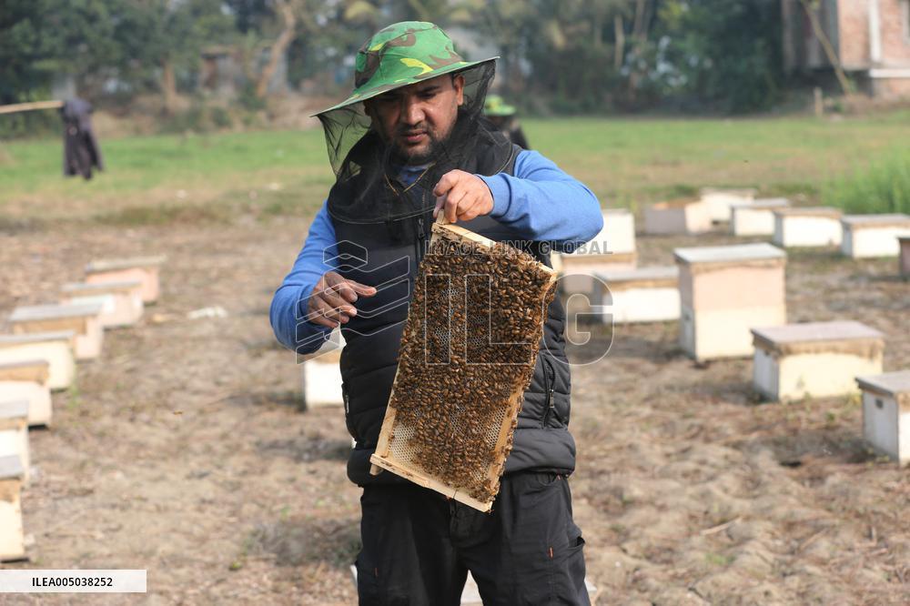 Honey Hunting - Bangladesh