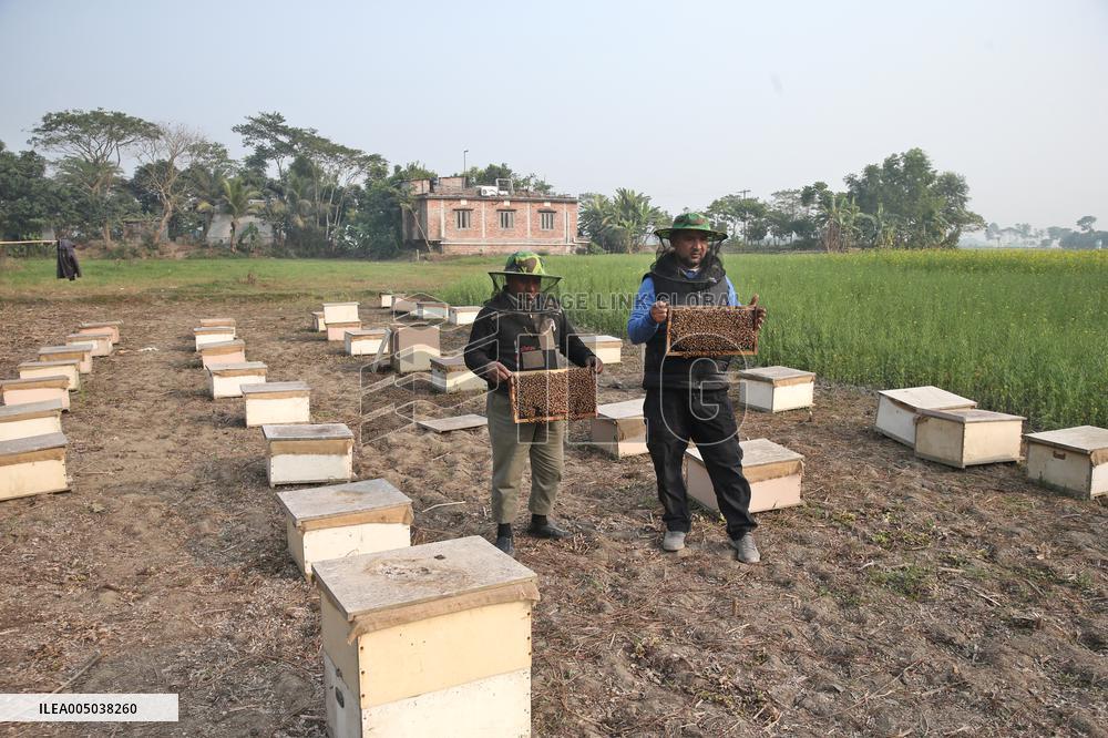 Honey Hunting - Bangladesh