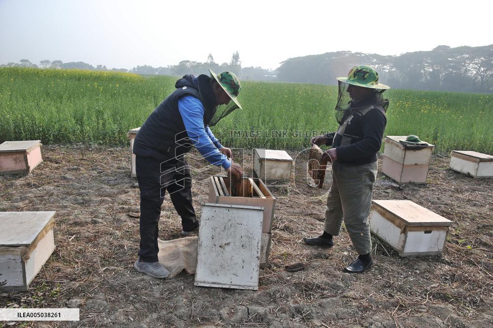 Honey Hunting - Bangladesh