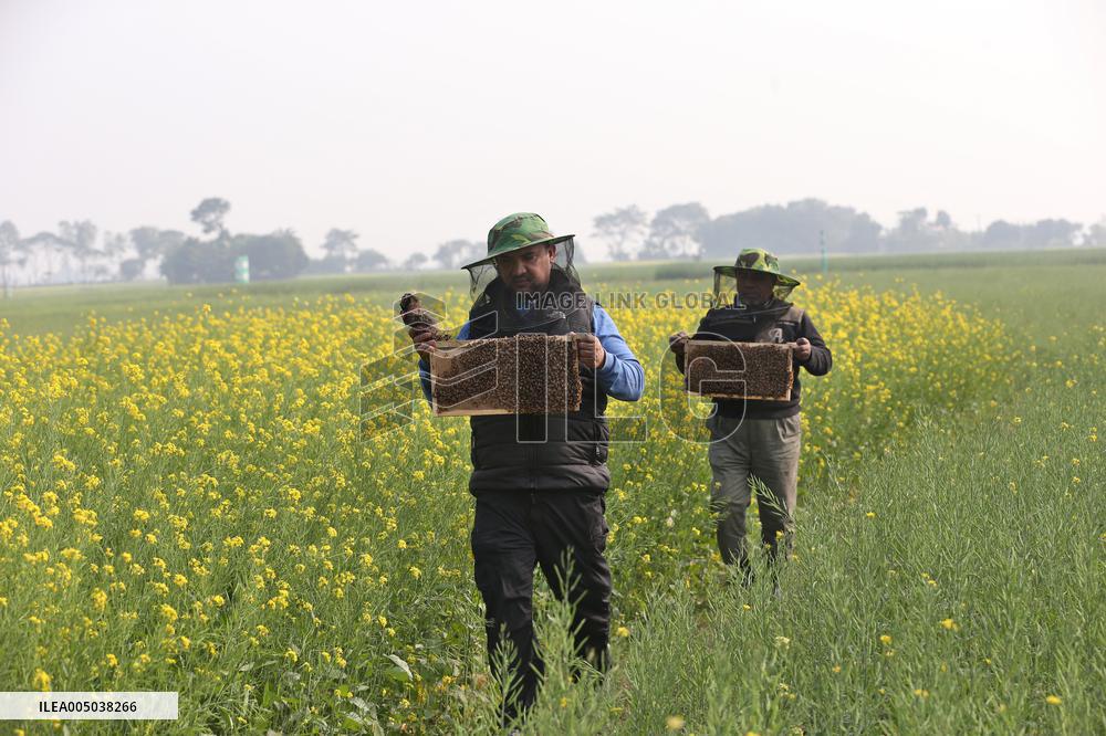 Honey Hunting - Bangladesh