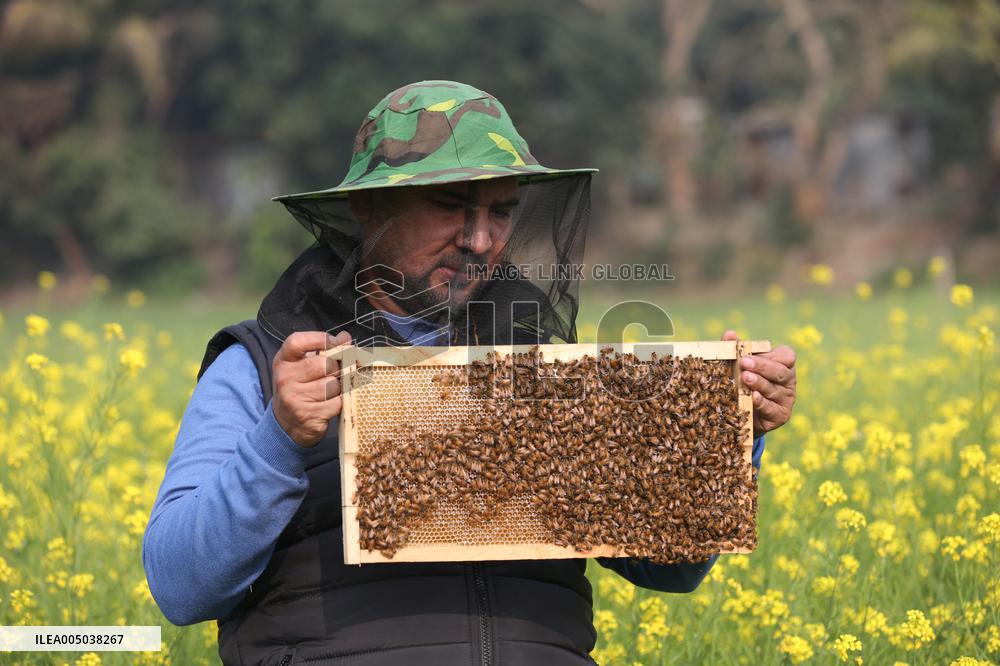 Honey Hunting - Bangladesh