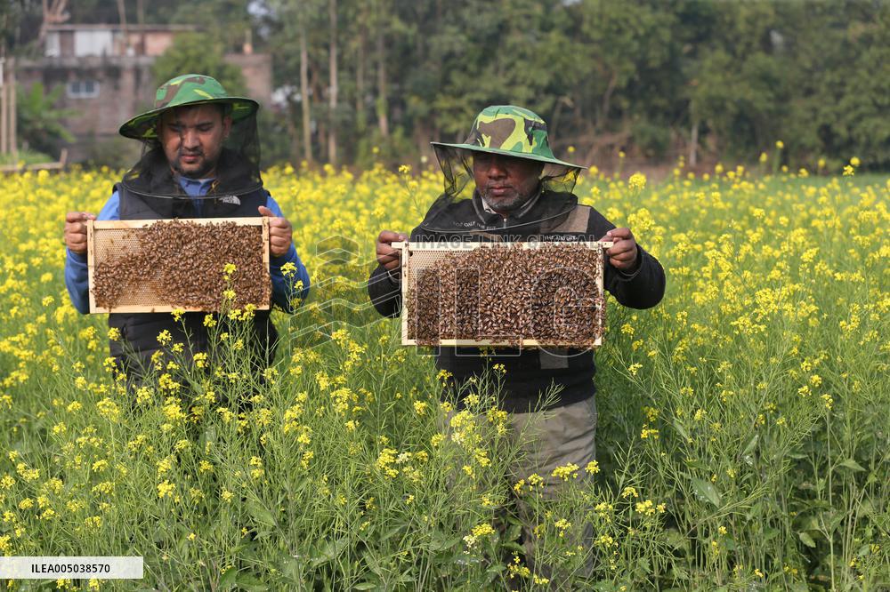 Honey Hunting - Bangladesh