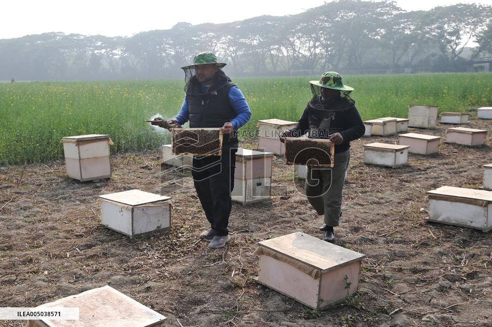 Honey Hunting - Bangladesh