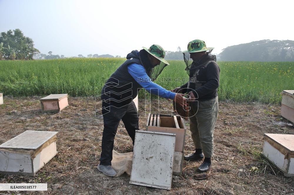 Honey Hunting - Bangladesh