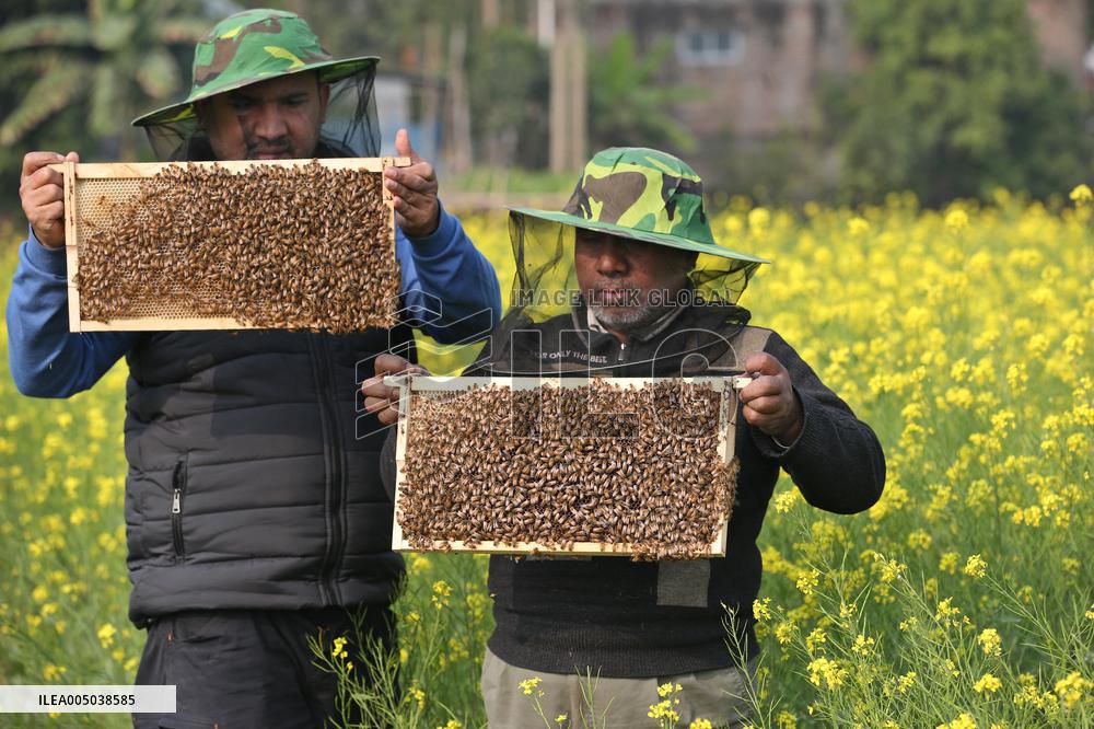 Honey Hunting - Bangladesh