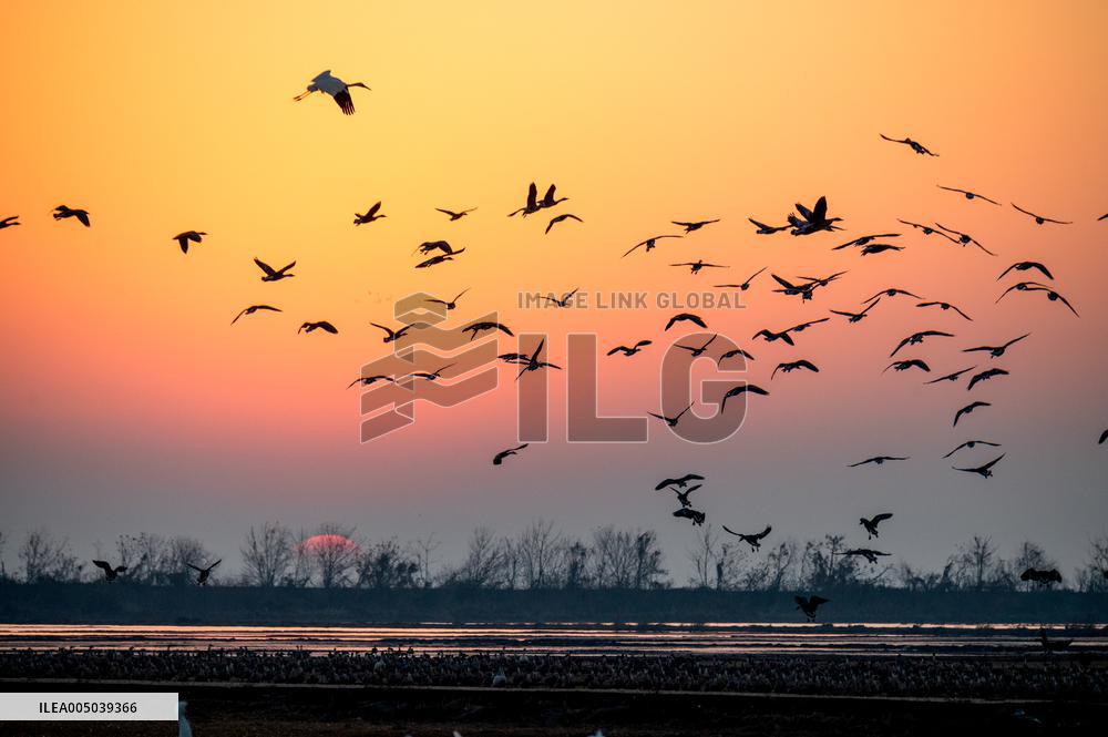 Migratory Birds