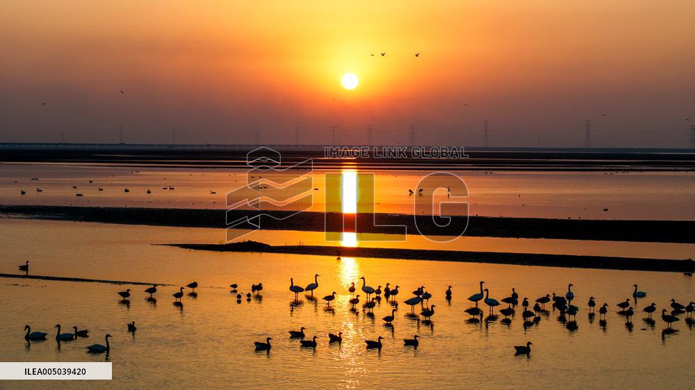 Migratory Birds