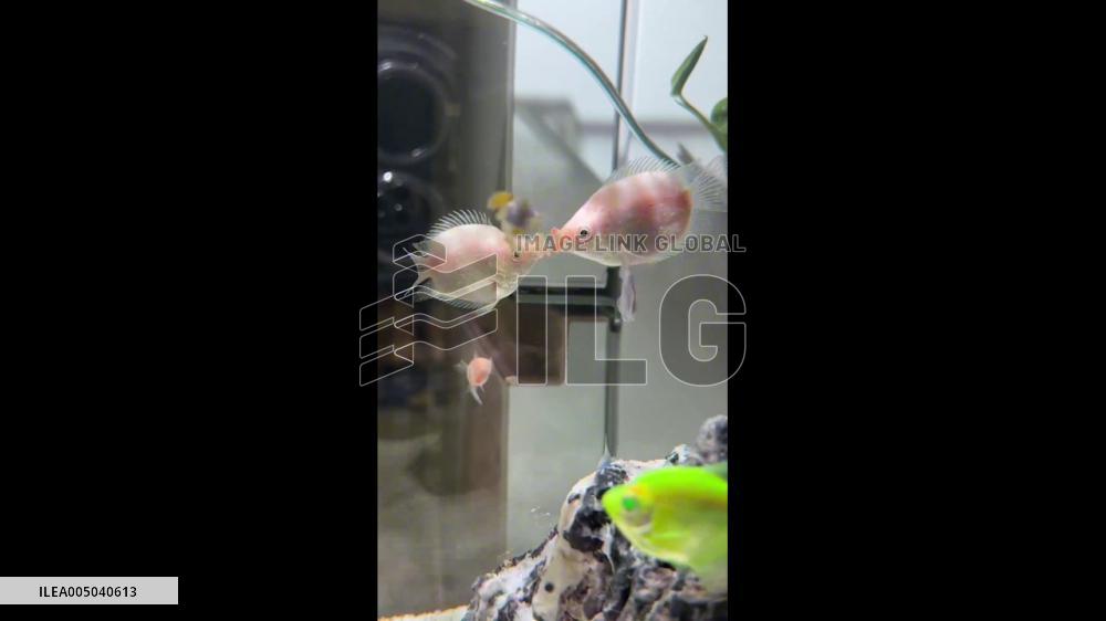 China: “Kissing Fish” Touch Mouths in Home Aquarium