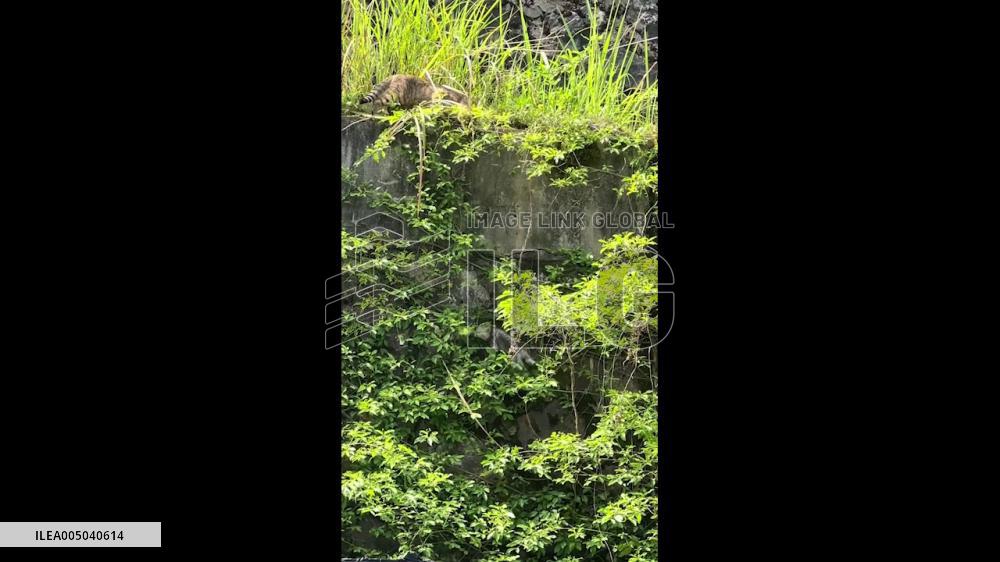 China: Mother Cat Rescues Kitten From High Stone Wall