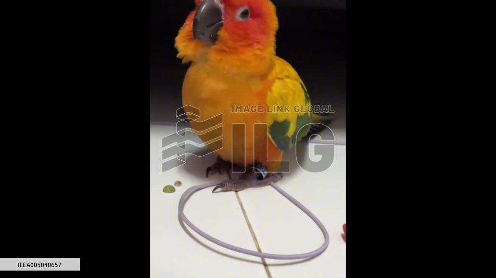 China: Sleepy Parrot Refuses to Stop Talking