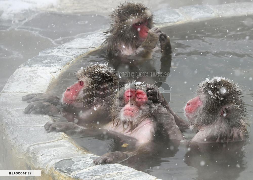 Japanese monkeys in hot spring