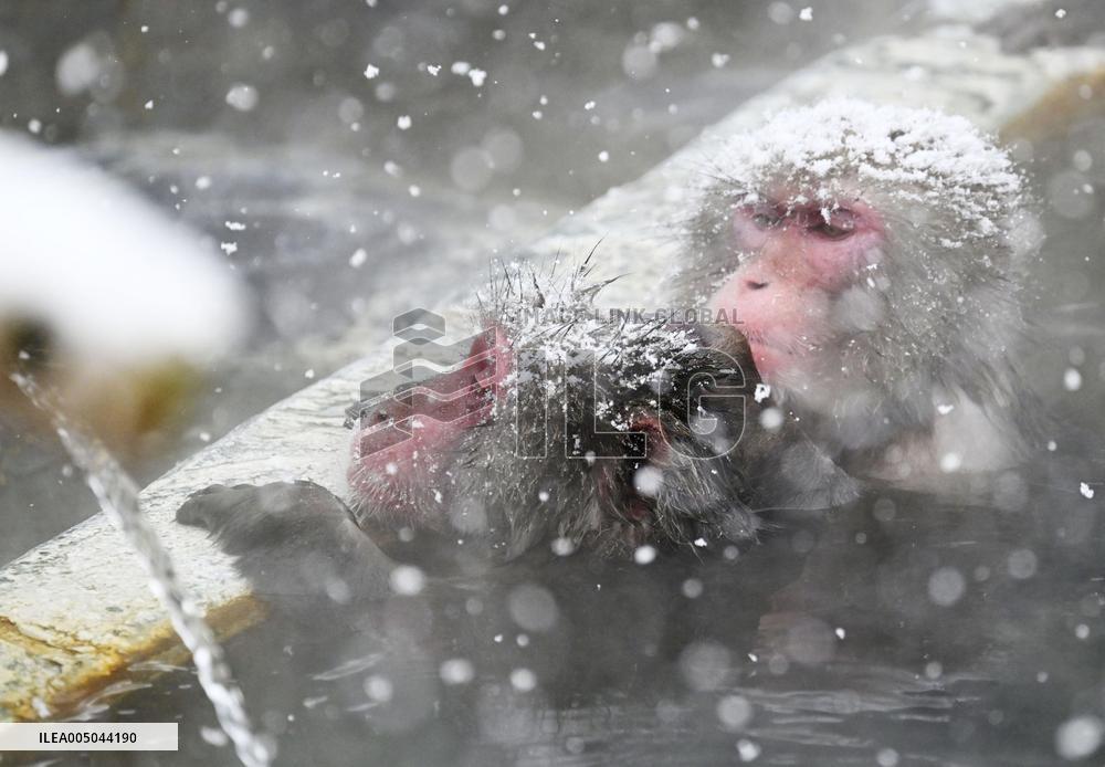 Japanese monkeys in hot spring