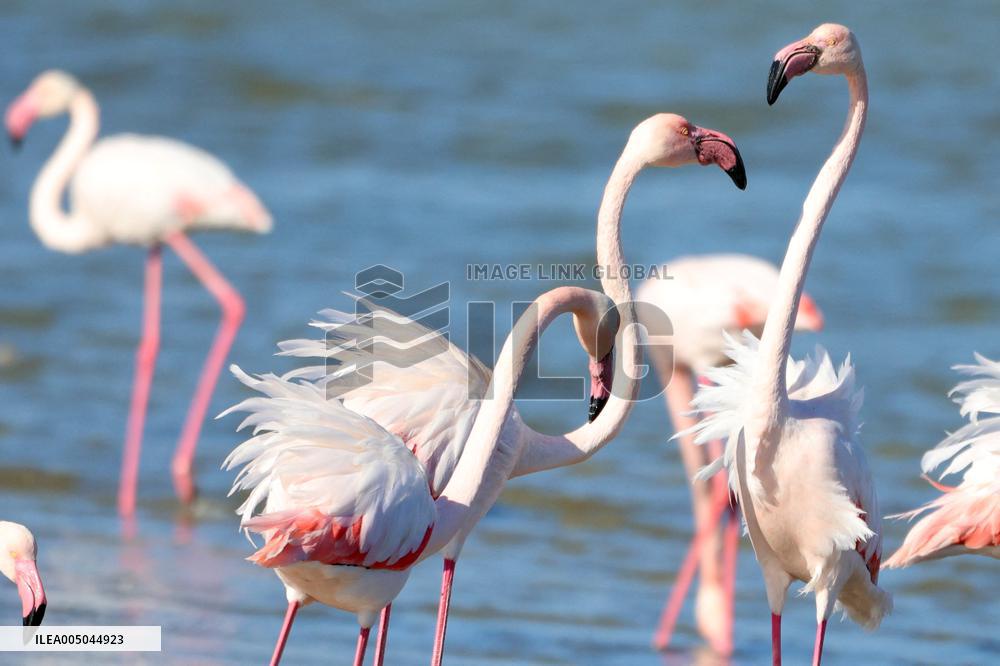 Flamingos Are Seen in Meneou Lake - Cyprus