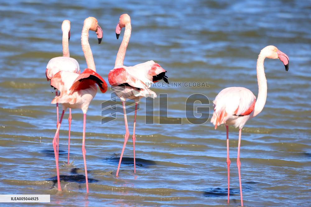Flamingos Are Seen in Meneou Lake - Cyprus