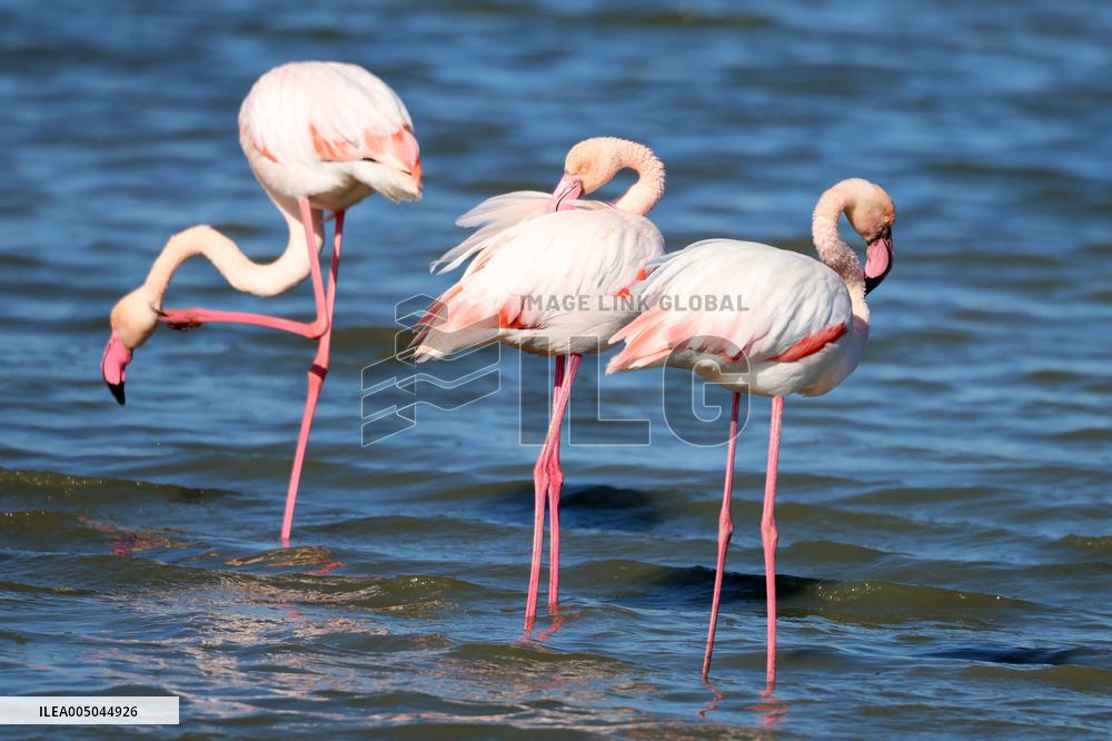Flamingos Are Seen in Meneou Lake - Cyprus