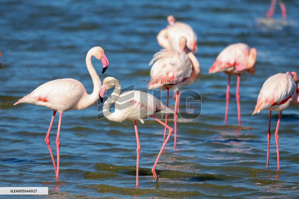 Flamingos Are Seen in Meneou Lake - Cyprus