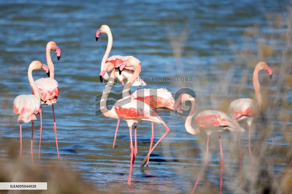 Flamingos Are Seen in Meneou Lake - Cyprus